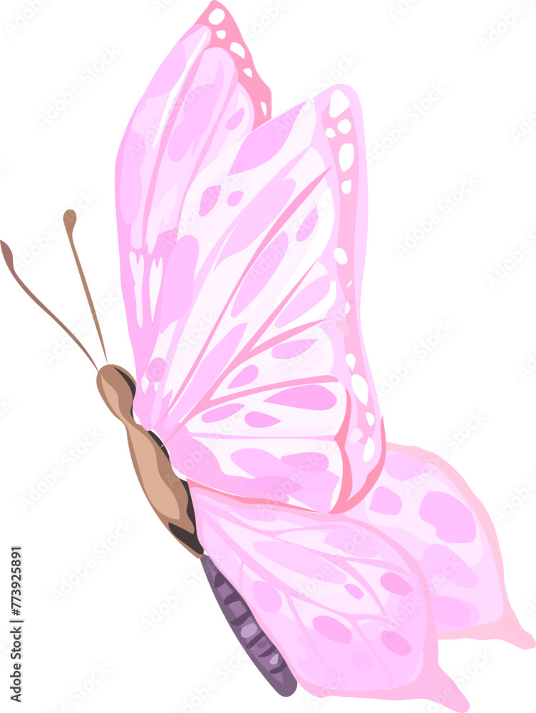 Butterfly illustration on transparent background. Butterfly illustration on transparent background.