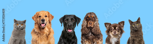 Heads of happy cats and dogs of various sizes and breeds lined up on a large banne and looking at the camera, against blue background
