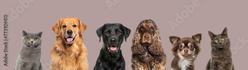 Heads of happy cats and dogs of various sizes and breeds lined up on a large banne and looking at the camera  against brown background