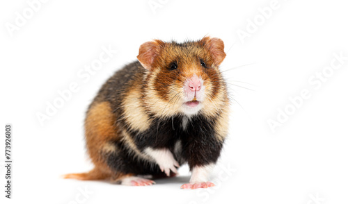 European hamster pawing and looking at the camera, Cricetus cricetus, isolated on white