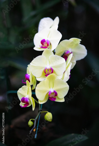 Yellow orchid in the gaden © phatthanit