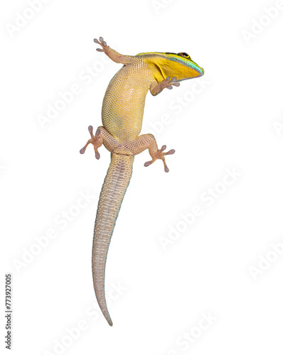 Ventral side of a yellow-headed day gecko seen through glass, Phelsuma klemmeri, isolated on white