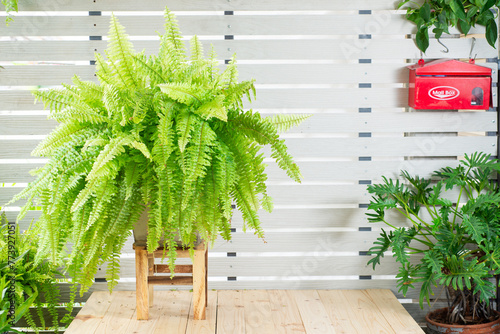 Boston fern (Nephrolepis exaltata Bostoniensis) growing in pot. Beautiful fresh green fern basket hanging on white wooden wall, ornamental garden interior decoration, isolated on white background