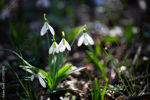 Beautiful flowers of the Galanthus nivalis snowdrop in spring against a forest background on a sunny day. © Oksana