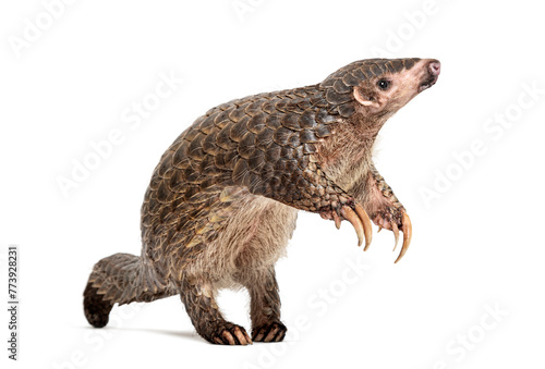 ten months old pangopup, Chinese pangolins, Manis pentadactyla, isolated on white