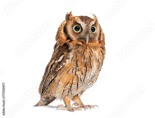 Tropical screech owl, Megascops choliba, isolated on white
