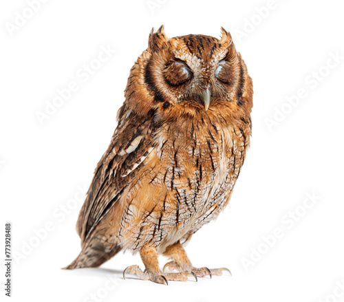 sleeping Tropical screech owl standing closed eyes, Megascops choliba, isolated on white