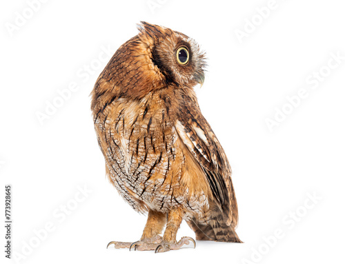 Side view of a Tropical screech owl, Megascops choliba, isolated on white