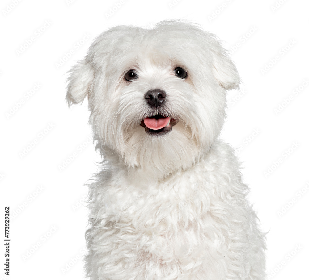 Maltese dog panting and looking at the camera, Isolated on white