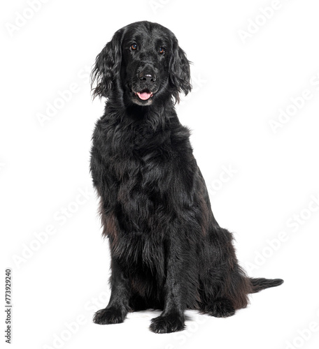 Friendly black dog sitting on black background