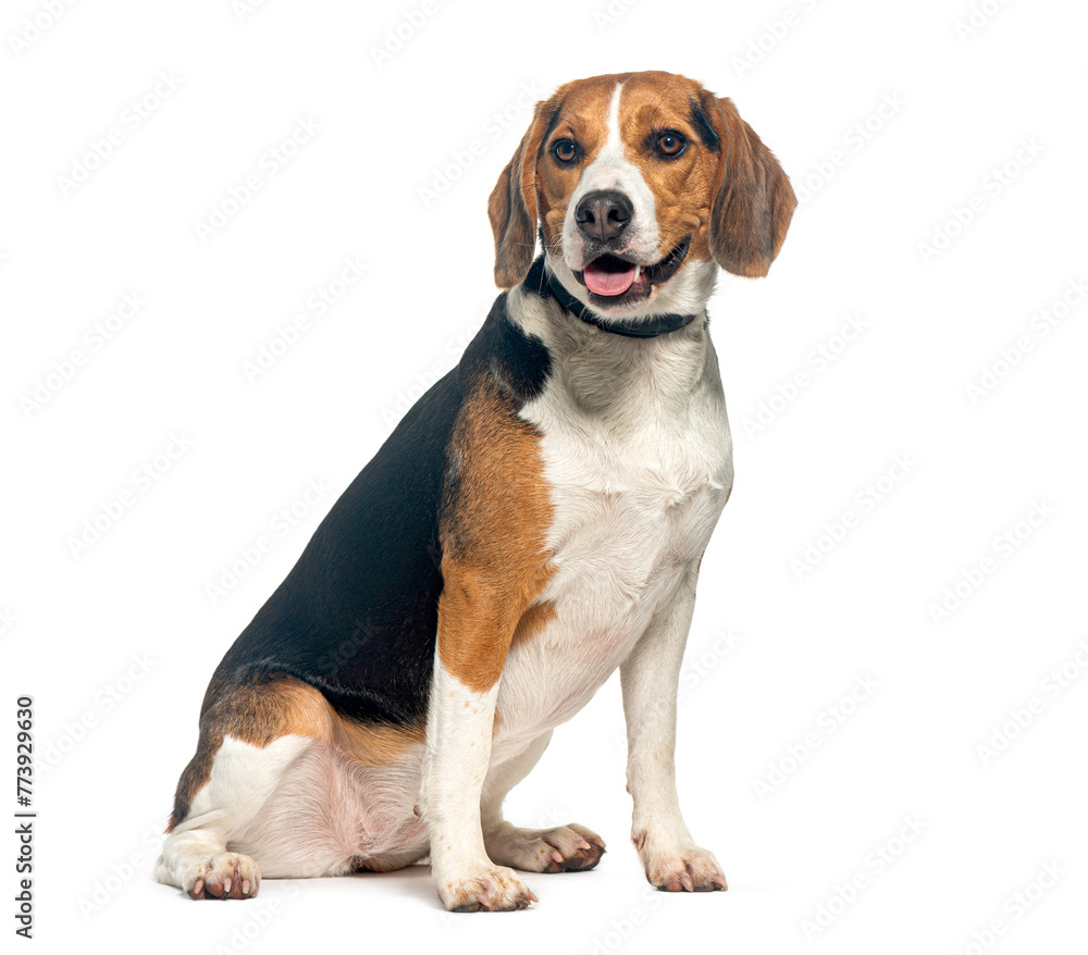 Charming beagle dog sitting isolated on white