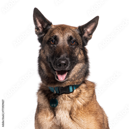 Portrait of a smiling Belgian malinois © Eric Isselée