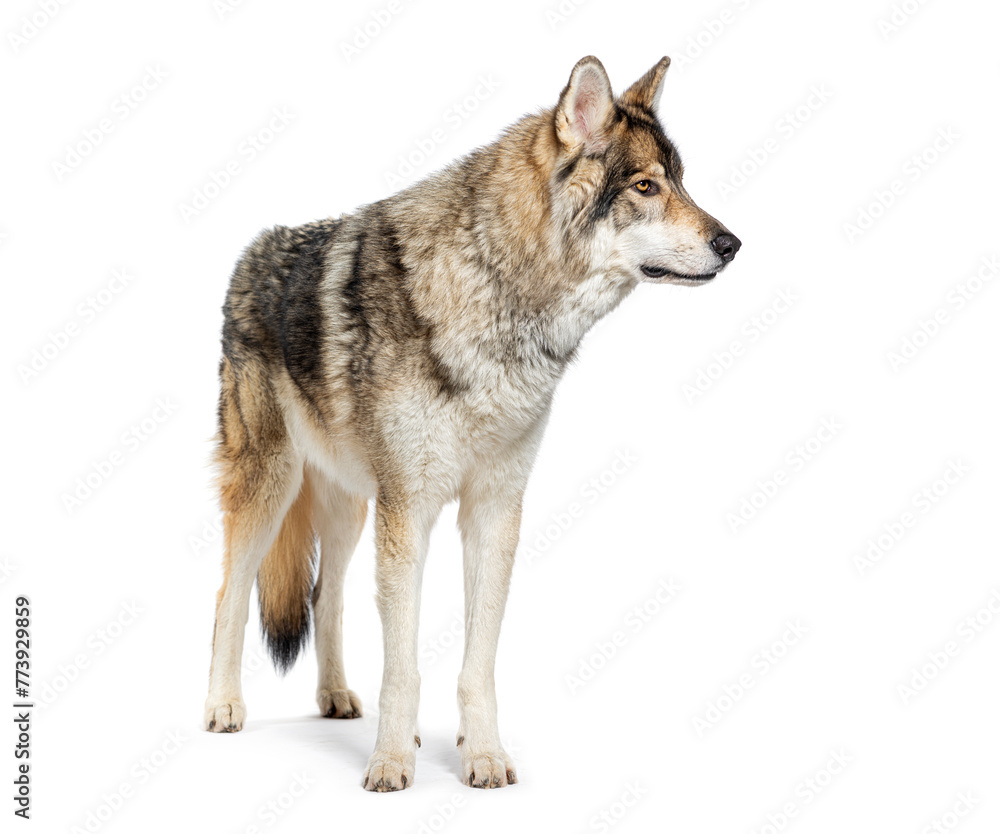 Side view of a Timber Shepherd a kind of Wolfdog, looking away, Isolated on white - obrazy, fototapety, plakaty 