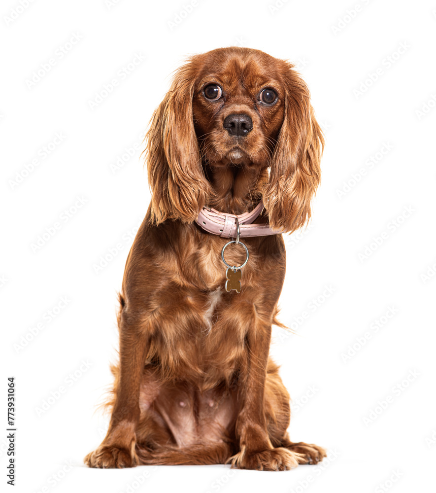 Adorable brown Cavalier King Charles puppy on white background Adorable brown Cavalier King Charles puppy on white background