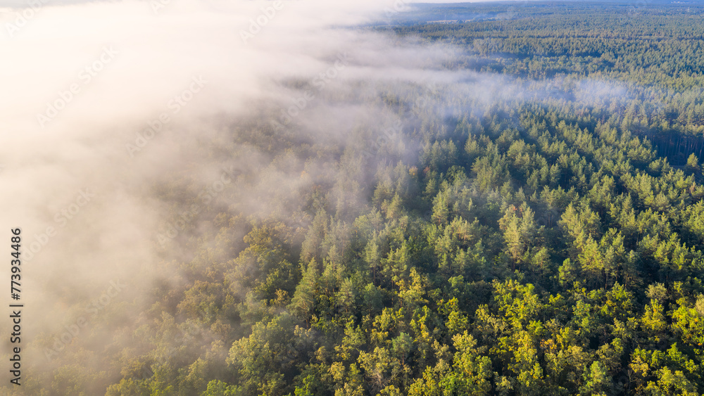 Forest Veiled in Mist: Fog Blanketing the Woodland Canopy Forest Veiled in Mist: Fog Blanketing the Woodland Canopy