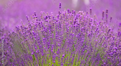 Purple Paradise: Lavender Flowers Dance in the Breeze