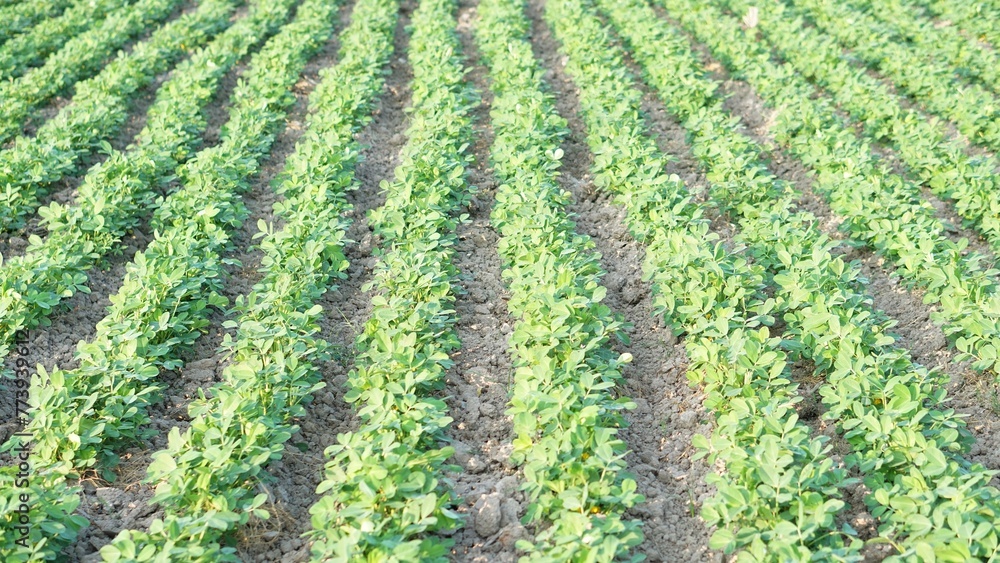Peanut plantation fields. Peanut Plants in the Farmland Peanut plantation fields. Peanut Plants in the Farmland