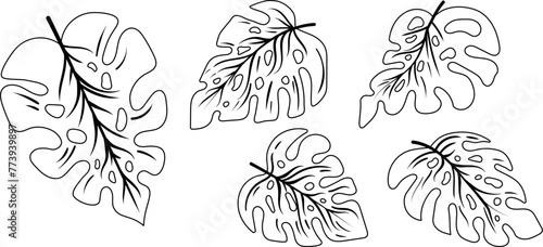 Set of collection menstera leaves line drawing