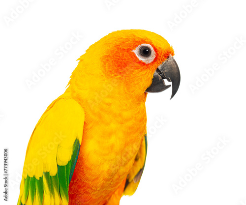 Close-up Head shot of a colorful sun conure parrot, Aratinga solstitialis, against a pure white background