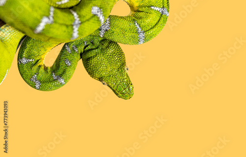 Head shot of an Adult Emerald tree boa, Corallus caninus, on orange backgroung, showcasing its scales and color