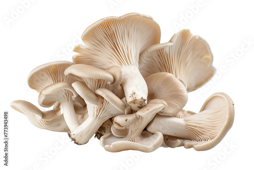 Oyster Mushrooms Isolated on a Transparent Background photo