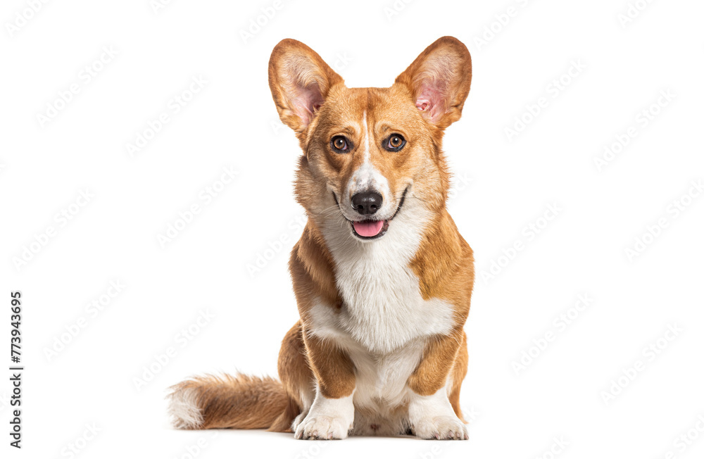 Panting Welsh corgi Cardigan looking at the camera, Isolated on white Panting Welsh corgi Cardigan looking at the camera, Isolated on white