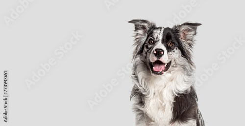 Head shot of a Alert border collie against a grey background
