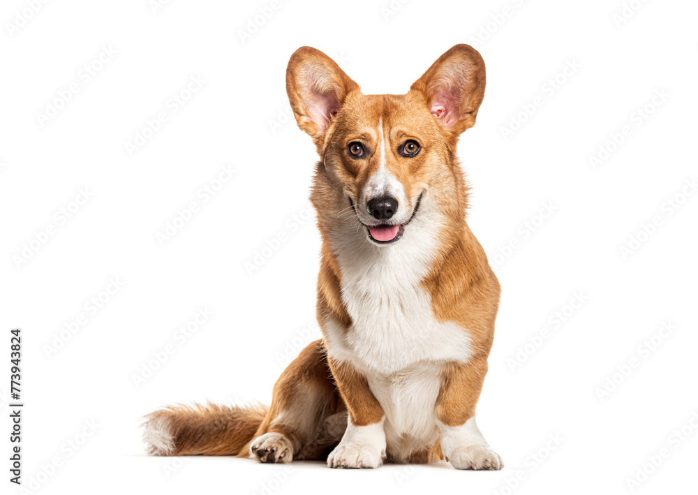 Panting Welsh corgi Cardigan looking at the camera, Isolated on white