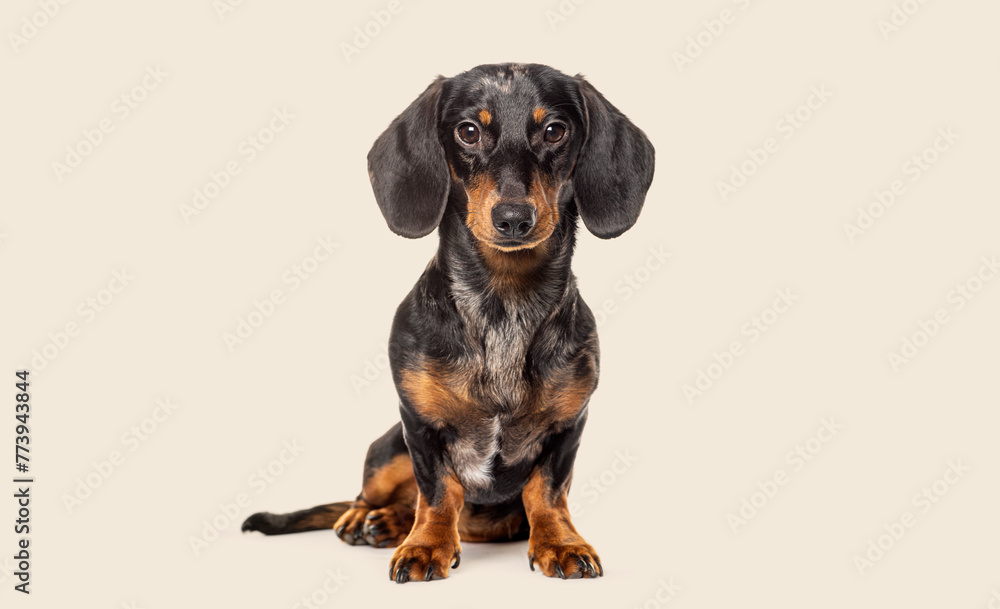 Studio portrait of a Sitting dachshund looking at the camera against a beige background