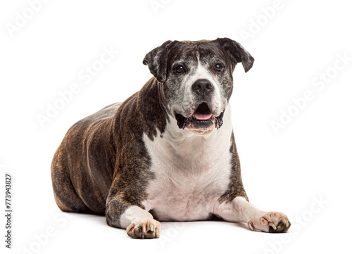 Senior brindle mongrel dog lying down isolated on white