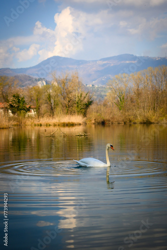 Swan in Brivio, Adda river