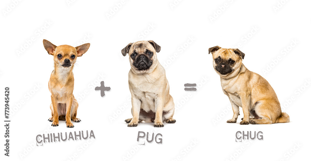 Illustration of a mix between two breeds of dog - chihuahua and pug giving birth to a Chug