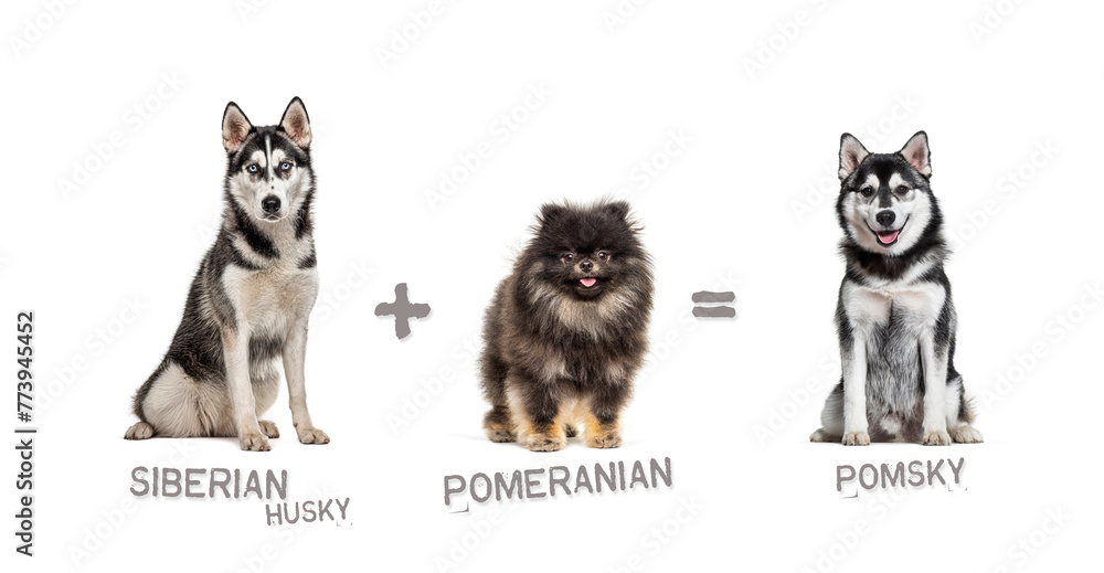 Illustration of a mix between two breeds of dog - Siberian Husky and pomeranian giving birth to a pomsky - obrazy, fototapety, plakaty 
