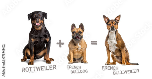Illustration of a mix between two breeds of dog - rottweiler and french bulldog giving birth to a French Bullweiler