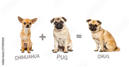 Illustration of a mix between two breeds of dog - chihuahua and pug giving birth to a Chug