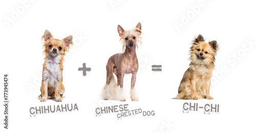 Fototapeta Naklejka Na Ścianę i Meble -  Illustration of a mix between two breeds of dog - chihuahua and chinese crested dog giving birth to a chi-chi