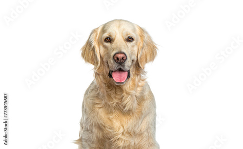 Fototapeta Naklejka Na Ścianę i Meble -  Head shot of a Golden Retriever, panting and looking at the camera, isolated on white. Remastered