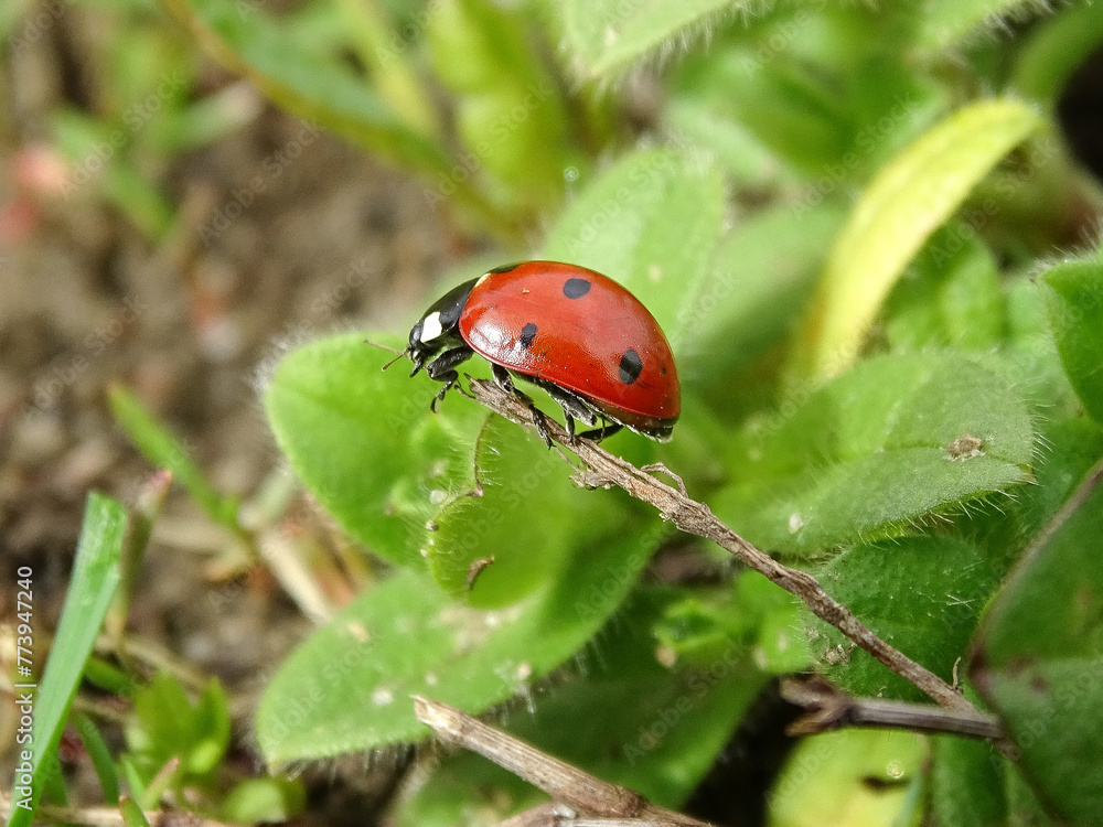 Ladybug during spring in Romania Ladybug during spring in Romania