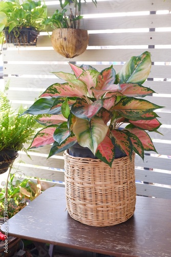 Pink leaf aglaonema plant growing in rattan basket isolated on white background photo