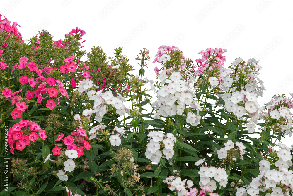 Phlox Paniculata Flowers in Pink and White