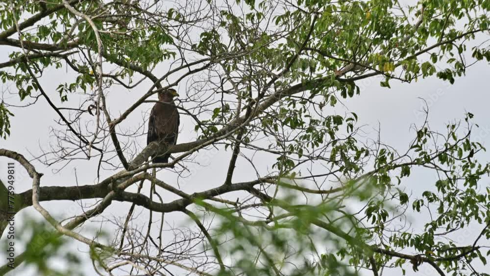 Facing to the right then preens its front feathers as seen from behind branches, Crested Serpent Eagle Spilornis cheela, Thailand Facing to the right then preens its front feathers as seen from behind branches, Crested Serpent Eagle Spilornis cheela, Thailand