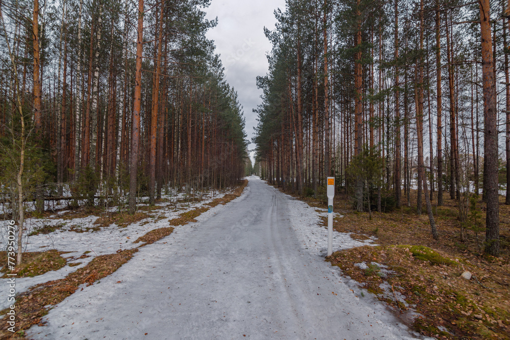 Landscape. Spring forest in Finland. Most of the snow has already melted