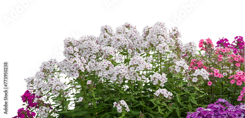 Phlox Paniculata Flowers in Pink and White photo