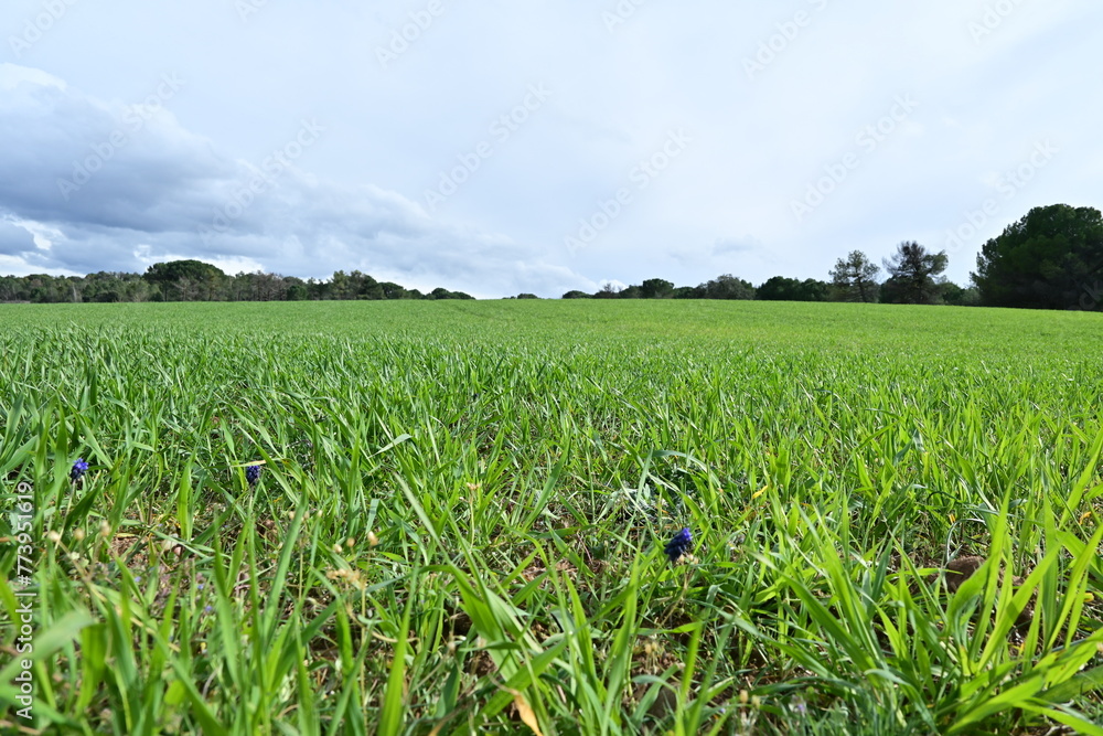 Spectacular green field Spectacular green field