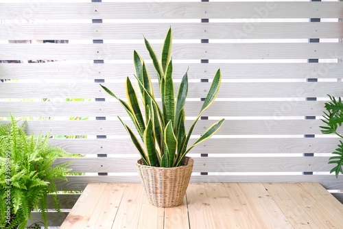snake plant on brown wicker basket on white background
