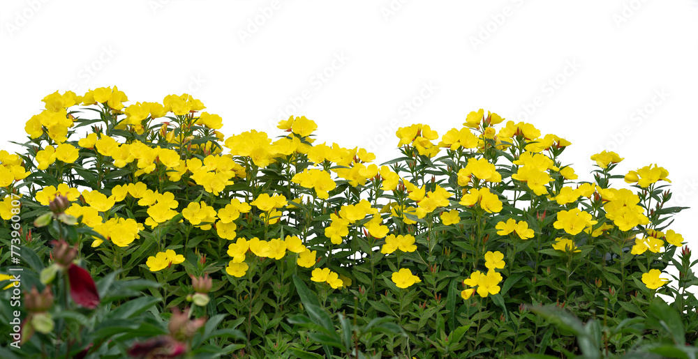 Obraz premium Bright Yellow Flowers Blooming under Open Sky