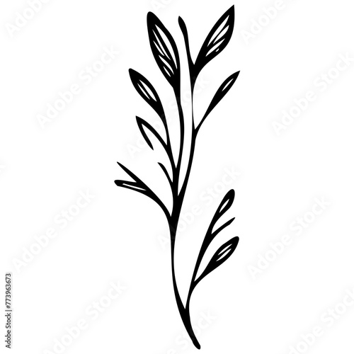 Hand drawn leaves line linear black strock Symbol visual illustration Hand drawn leaves line linear black Strock Symbol visual illustration hand drawn curly grass and on white background