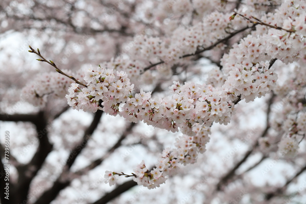 春の公園に咲く薄桃色のソメイヨシノの桜の花 春の公園に咲く薄桃色のソメイヨシノの桜の花