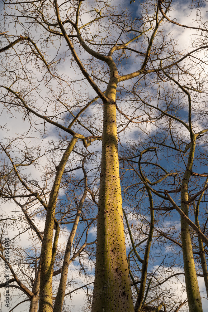 Fototapeta premium Exotic trees on blue sky background. Grove of ceiba Speciosa, or silk floss tree
