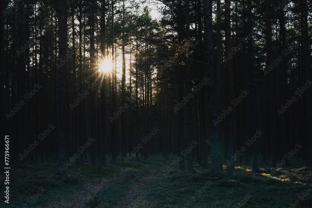 Obraz premium Nature of Estonia, Baltic states. Pine forest early in the morning in spring.
